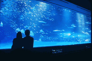 Shimane Aquarium (AQUAS)