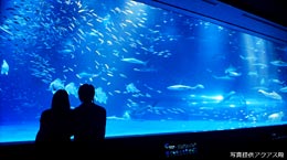 ヨコタ YST合金製海水ポンプ　水族館